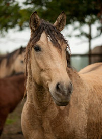 Pictureof Curly Mare